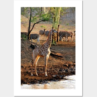 Giraffe Zulu Nyala Game Reserve South Africa Posters and Art